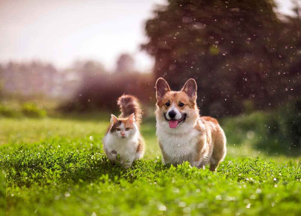 Furry,Friends,Red,Cat,And,Corgi,Dog,Walking,In,A